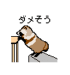 ドットのたぬき6（個別スタンプ：12）