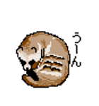 ドットのたぬき6（個別スタンプ：16）