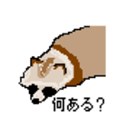 ドットのたぬき6（個別スタンプ：34）