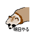 ドットのたぬき6（個別スタンプ：36）