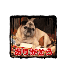 パーチクワ（個別スタンプ：11）