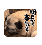 パーチクワ（個別スタンプ：15）