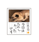 パーチクワ（個別スタンプ：19）