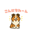 シェルティのだんごちゃん（個別スタンプ：1）