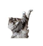 我が家の猫の日常 その1（個別スタンプ：1）