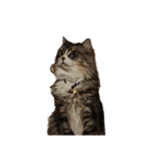 我が家の猫の日常 その1（個別スタンプ：2）