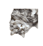 我が家の猫の日常 その1（個別スタンプ：3）