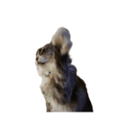 我が家の猫の日常 その1（個別スタンプ：4）