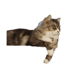 我が家の猫の日常 その1（個別スタンプ：5）