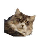 我が家の猫の日常 その1（個別スタンプ：6）