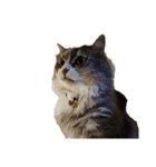 我が家の猫の日常 その1（個別スタンプ：8）