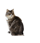 我が家の猫の日常 その1（個別スタンプ：9）