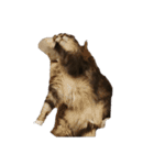 我が家の猫の日常 その1（個別スタンプ：10）