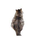 我が家の猫の日常 その1（個別スタンプ：11）