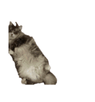 我が家の猫の日常 その1（個別スタンプ：12）