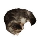 我が家の猫の日常 その1（個別スタンプ：13）