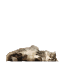 我が家の猫の日常 その1（個別スタンプ：14）