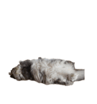 我が家の猫の日常 その1（個別スタンプ：15）