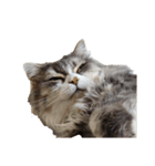 我が家の猫の日常 その1（個別スタンプ：16）