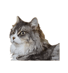 我が家の猫の日常 その1（個別スタンプ：17）