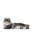 我が家の猫の日常 その1（個別スタンプ：18）