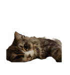 我が家の猫の日常 その1（個別スタンプ：20）