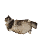 我が家の猫の日常 その1（個別スタンプ：21）