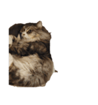 我が家の猫の日常 その1（個別スタンプ：22）