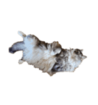 我が家の猫の日常 その1（個別スタンプ：23）