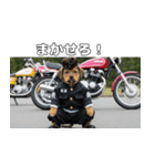ワルかわ特攻隊！ワンコ＆ニャンコ2（個別スタンプ：19）