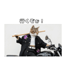 ワルかわ特攻隊！ワンコ＆ニャンコ2（個別スタンプ：30）