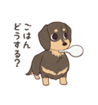ダックス大好き！家族の連絡専用◆黒タン（個別スタンプ：1）