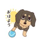 ダックス大好き！家族の連絡専用◆黒タン（個別スタンプ：9）