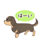 ダックス大好き！家族の連絡専用◆黒タン（個別スタンプ：13）