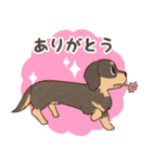 ダックス大好き！家族の連絡専用◆黒タン（個別スタンプ：17）