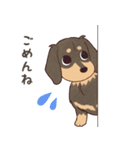 ダックス大好き！家族の連絡専用◆黒タン（個別スタンプ：18）