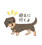 ダックス大好き！家族の連絡専用◆黒タン（個別スタンプ：21）