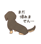 ダックス大好き！家族の連絡専用◆黒タン（個別スタンプ：27）