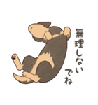 ダックス大好き！家族の連絡専用◆黒タン（個別スタンプ：30）