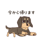 ダックス大好き！家族の連絡専用◆黒タン（個別スタンプ：33）