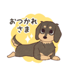 ダックス大好き！家族の連絡専用◆黒タン（個別スタンプ：35）