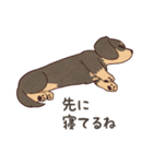 ダックス大好き！家族の連絡専用◆黒タン（個別スタンプ：38）