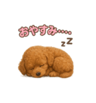 子イヌverトイプードル（個別スタンプ：4）