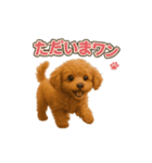 子イヌverトイプードル（個別スタンプ：6）