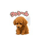 子イヌverトイプードル（個別スタンプ：18）