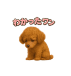 子イヌverトイプードル（個別スタンプ：40）
