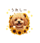 夏だよ！トイプードルの夏スタンプ（個別スタンプ：22）