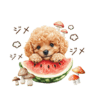 夏だよ！トイプードルの夏スタンプ（個別スタンプ：29）