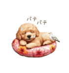 夏だよ！トイプードルの夏スタンプ（個別スタンプ：30）