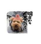 ポンちゃんシリーズ（リアル版）（個別スタンプ：8）